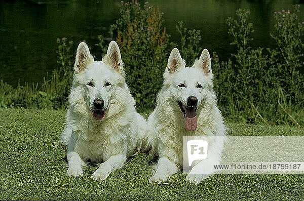 2 zwei Weißer Schäferhund  Berger Blanc Suisse (Weißer Schweizer Schäferhund)  Weißer Schäferhund  Weißer Schäfer  FCI  Standard vorläufig No 347