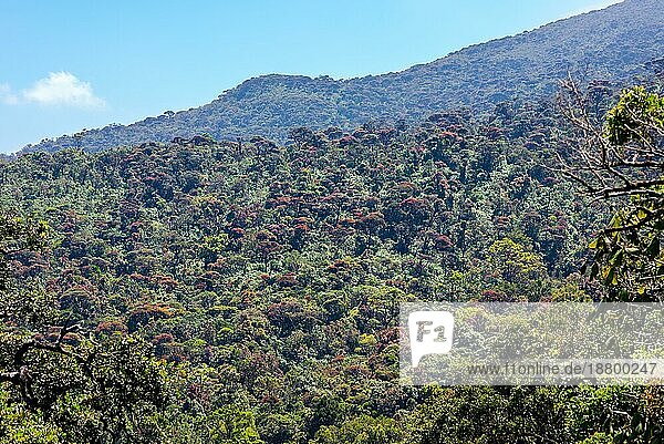 Die trockenen immergrünen Wälder der Trockenzone Sri Lankas sind eine tropische trockene Laubwald Ökoregion auf der Insel Sri Lanka. Sie befinden sich hauptsächlich in der Zentralprovinz
