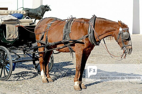 Ronda  Málaga  Spanien Seitenansicht eines braunen Pferdes  das an einen Reisewagen angehängt ist und auf die Ankunft von Kunden wartet