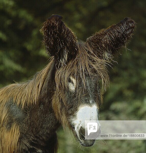 Esel  Poitu  Hausesel (Equus asinus)  Esel (manchmal Equus africanus)  Donkey  house donkey  donkey (sometimes Equus africanus)