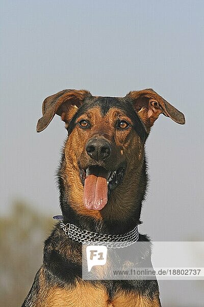 Dobermann-Schäferhund Mischling Porträt  Kopfaufnahme. Im Hintergrund blaür Himmel
