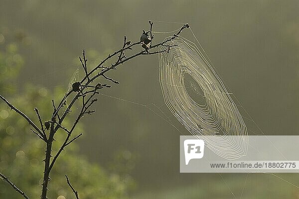 Spinnennetz im Wind
