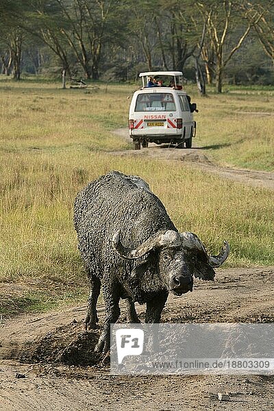 Kaffernbüffel (Syncerus caffer) und Auto African Buffalo