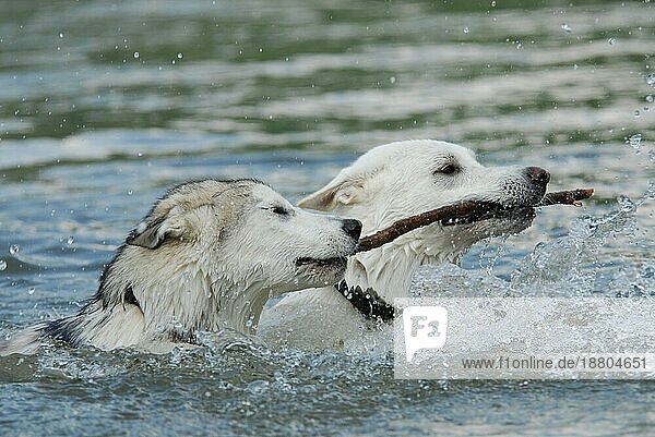 Ein junger Alaskan Malamute und ein Weißer Schweizer Schäferhund schwimmen nebeneinander durchs Wasser und halten gemeinsam einen Stock im Maul  FCI-Standard Nr. 243 und Nr. 347  a young Alaskan Malamute and a White Swiss Shepherd Dog swim side by side t