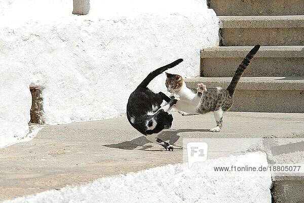 Zwei Hauskatzen streiten sich heftig  Dodekanes  Griechenland  two cats have a fight  Greece  Dodecanese Island  Non-pedigree Shorthair (felis silvestris) forma catus  domesticus  Europa