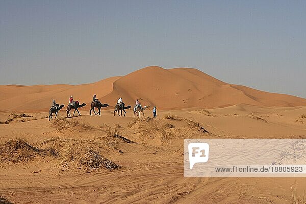 Eine Touristenkarawane bewegt sich durch die Sandwüste des Erg Chebbi  Marokko  Afrika