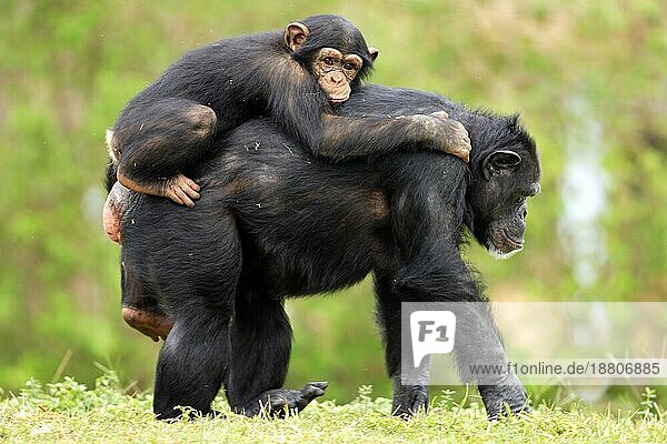 Schimpanse Chimpanzee Pan t. troglodytes Adult weiblich female mit Jungtier with young Jungtier reitet auf den Rücken der Mutter young riding on Mother's back Vorkommen: Africa Afrika