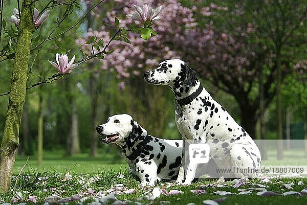 2  zwei Dalmatiner auf einer Wiese mit Magnolienblüten  FCI-Standard Nr. 153  6. 3  two dalmatian in a meadow with blossoms of magnolia
