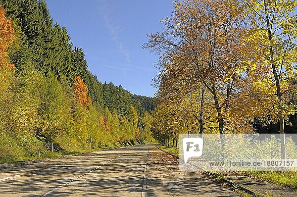 Schwarzwald bei Allerheiligen im Herbst  Allee am Lierbach
