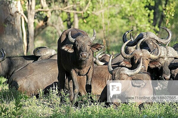 Kaffernbüffel (Syncerus caffer)  Krüger National Park  Südafrika  Gruppe  Herde  ruhend African Buffalo  Kruger National Park  South Africa African Buffalo  South Africa  group
