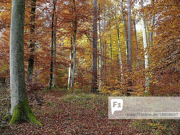 Bunter Laubwald im Herbst  Herbstwald