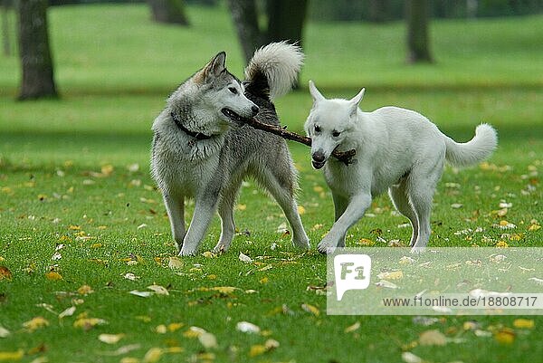 Ein junger Alaskan Malamute und ein Weißer Schweizer Schäferhund (canis lupus familiaris) spielen zusammen mit einem Stock  FCI-Standard Nr. 243 und Nr. 347  a young Alaskan Malamute and a White Swiss Shepherd Dog play together with a stick