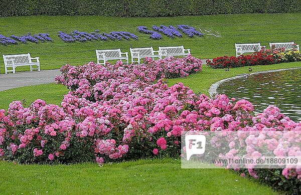 Ludwigsburg: blühendes Barock  rosa Rosen im Garten  Landschaftsarchitektur