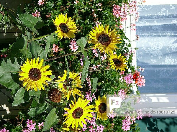 Fenster außen mit Sonnenblumen (Helianthus annuus)  Bauerngarten  Blumengarten