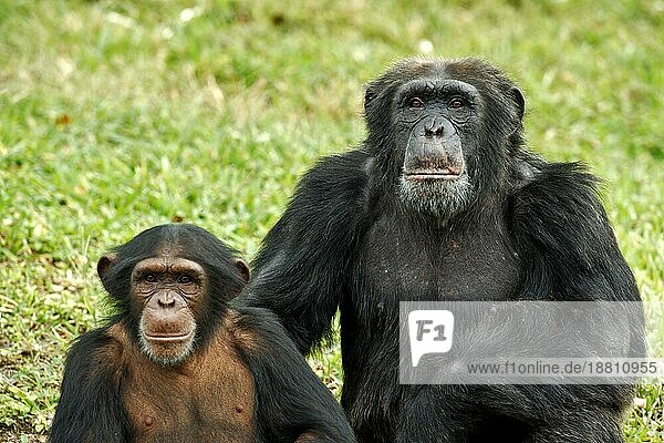 Schimpanse (Pan troglodytes troglodytes)  adult  weiblich  Jungtier  Portrait Chimpanzee  Pan troglodytes troglodytes Chimpanzee  adult female with young Chimpanzee  Af
