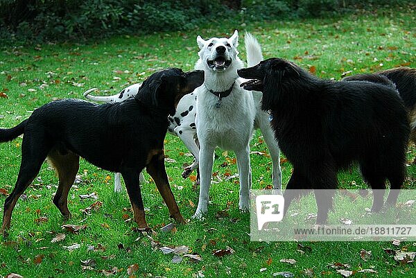 Weißer Schweizer Schäferhund (canis lupus familiaris) (Berger Blanc Suisse)  schwarzer Mischlingshund und Groenendael begrüßen sich  White Swiss Shepherd Dog  black mixed breed dog and Groenendael  greeting each other