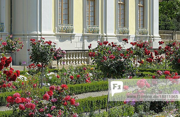 Ludwigsburg: blühendes Barock  Schloss  Rosengarten  Landschaftsarchitektur
