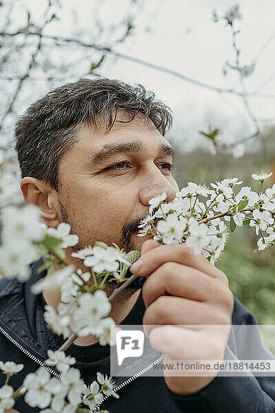 Contemplating man smelling white cherry blossoms