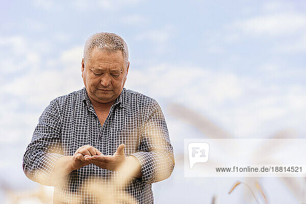 Man examining wheat grains in farm