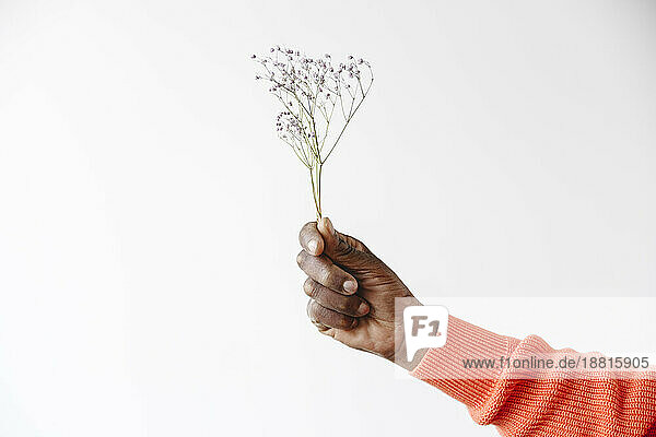 Hand of man holding flower against white background