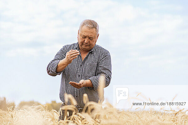 Senior farmer checking wheat in farm