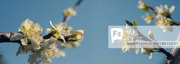 Frische schöne Blüte eines Pflaumenbaums Nahaufnahme an einem sonnigen Tag  saisonale Natur Hintergrund