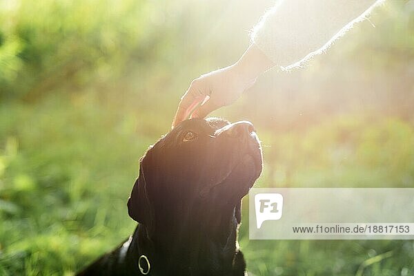 Besitzerin Hand streichelt ihren Hund Kopf Sonnenlicht. Foto mit hoher Auflösung