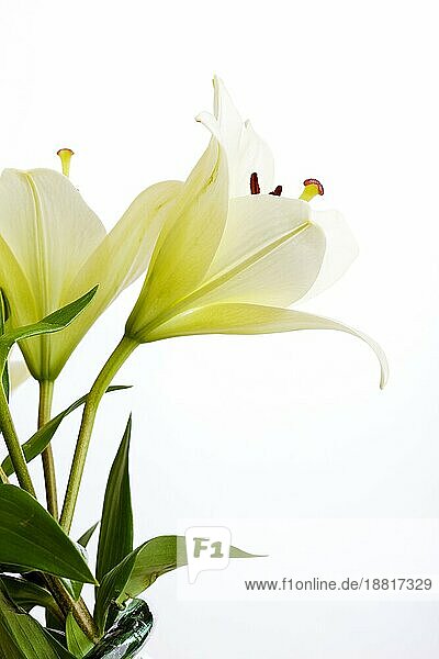 Weiße Lilie Blumen auf weißem Hintergrund Studio Schuss