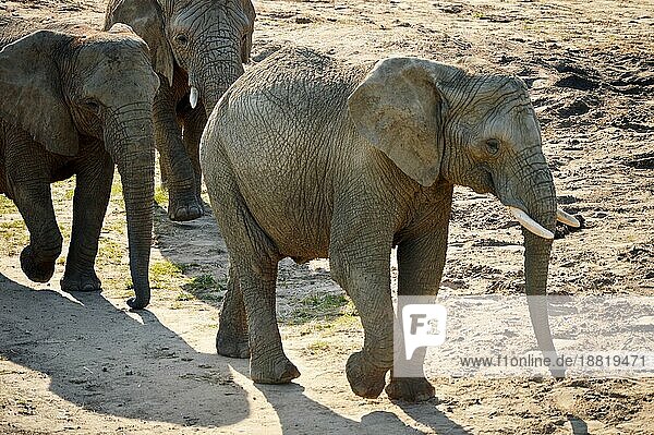 Gruppe afrikanischer Elefanten in natürlicher Umgebung