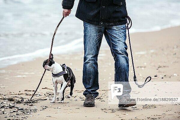 Mann mit Boston Terrier