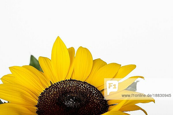 Studioaufnahme Sonnenblume (Helianthus annuus) freigestellt vor weißem Hintergrund