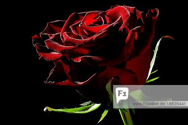 rote rose mit starkem kontrast vor schwarzem hintergrund