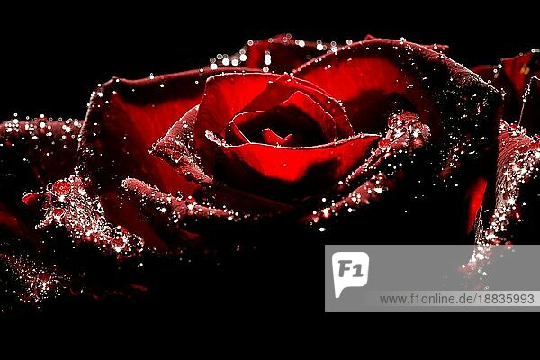 rote rose mit starkem kontrast vor schwarzem hintergrund