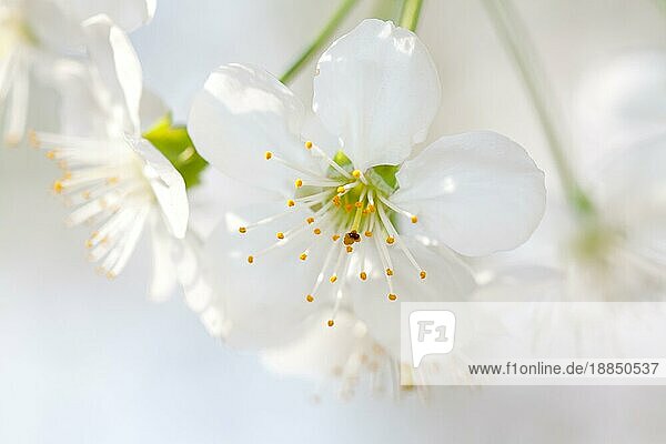 Kirschblüte in Nahaufnahme. Weiße Blüten