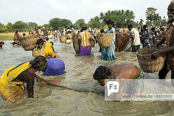 Fischereifest in Venthanpatti in der Nähe von Ponnamaravathy  Bezirk Pudukkottai  Tamil Nadu  Südindien  Inida  Asien. Während der Sommersaison  wenn das Wasser des Sees auf ein Minimum gesunken ist  versammeln sich alle Bewohner des Dorfes in diesem Seegebiet  um in einer günstigen Zeit Fische zu fangen. Sie können die Fische fangen  wie sie wollen  indem sie ein Fischerfest feiern