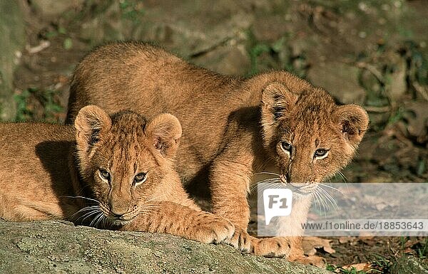 African Lion  cubs nischer Löwe (Panthera leo)  Jungtierenischer Löwe  cub