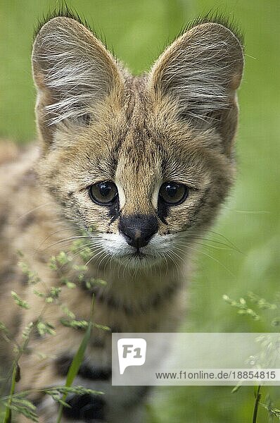 Junger Serval (Felis serval)