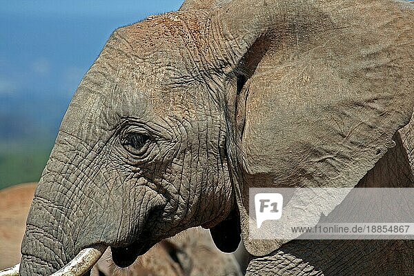 African Elephant  Portrait