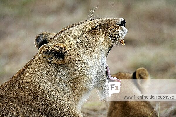Afrikanischer Löwe (panthera leo)  Weibchen gähnt  Masai Mara Park in Kenia