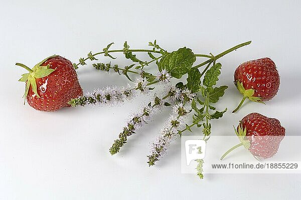Erdbeeren und Erdbeerminze (Mentha)  Erdbeere
