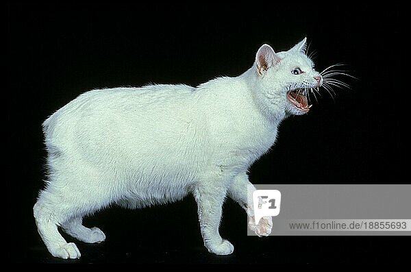 Manx Hauskatze  Katzenrasse ohne Schwanz  Erwachsene Knurren gegen schwarzen Hintergrund