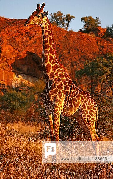 Red evening light on giraffe  S