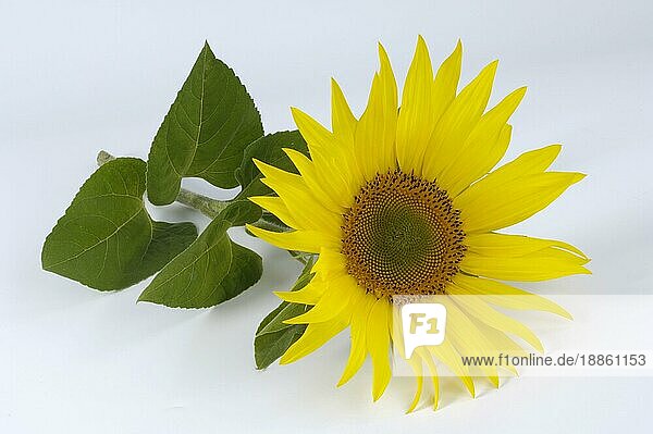 Sunflower (Helianthus)  Sonnenblume  innen  Studio  indoor