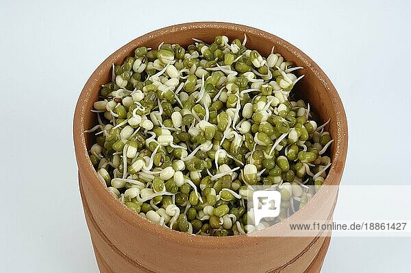 Mung bean sprouts in bowl (Vigna mungo) (Phaseolus mungo)  Mungobohnen  Sprossen in Keimschale  Jerusalembohnen (Phaseolus radiatus) innen  Studio  Keimlinge