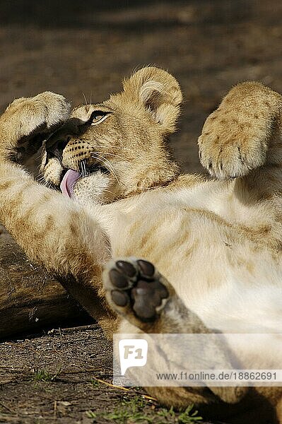 African Lion  cub nischer Löwe (Panthera leo)  Jungtiernischer Löwe