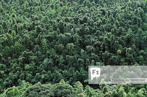 Tropischer Wald mit üppiger Vegetation  Hawaii