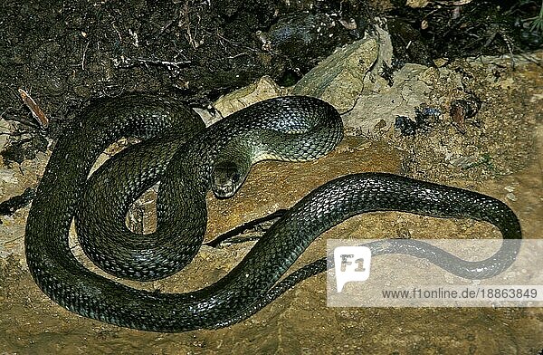 Montpellier-Schlange (malpolon monspessulanus)  Adult