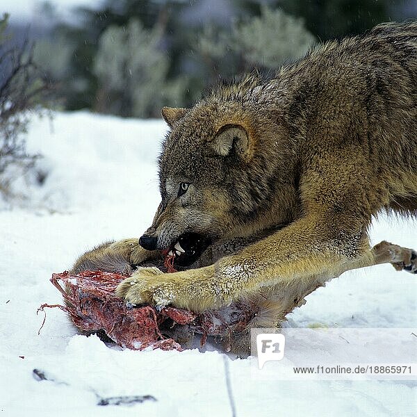 Wolf (Canis lupus)  drohend  Drohgeste  knurren