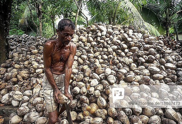 Entfernen der Schale der Kokosnuss  Kerala  Südindien  Indien  Asien