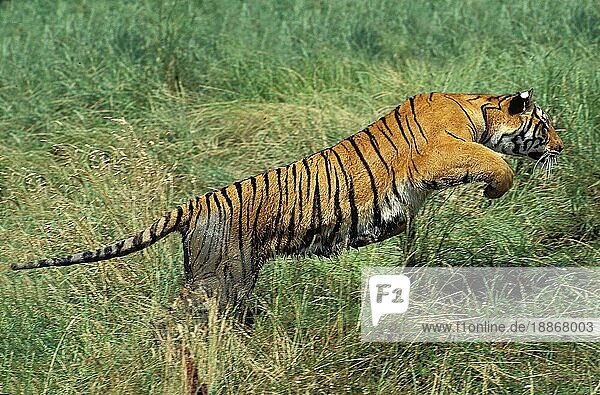 Königstiger (panthera tigris tigris)  ERWACHSENER LÄUFT DURCH LANGES GRAS